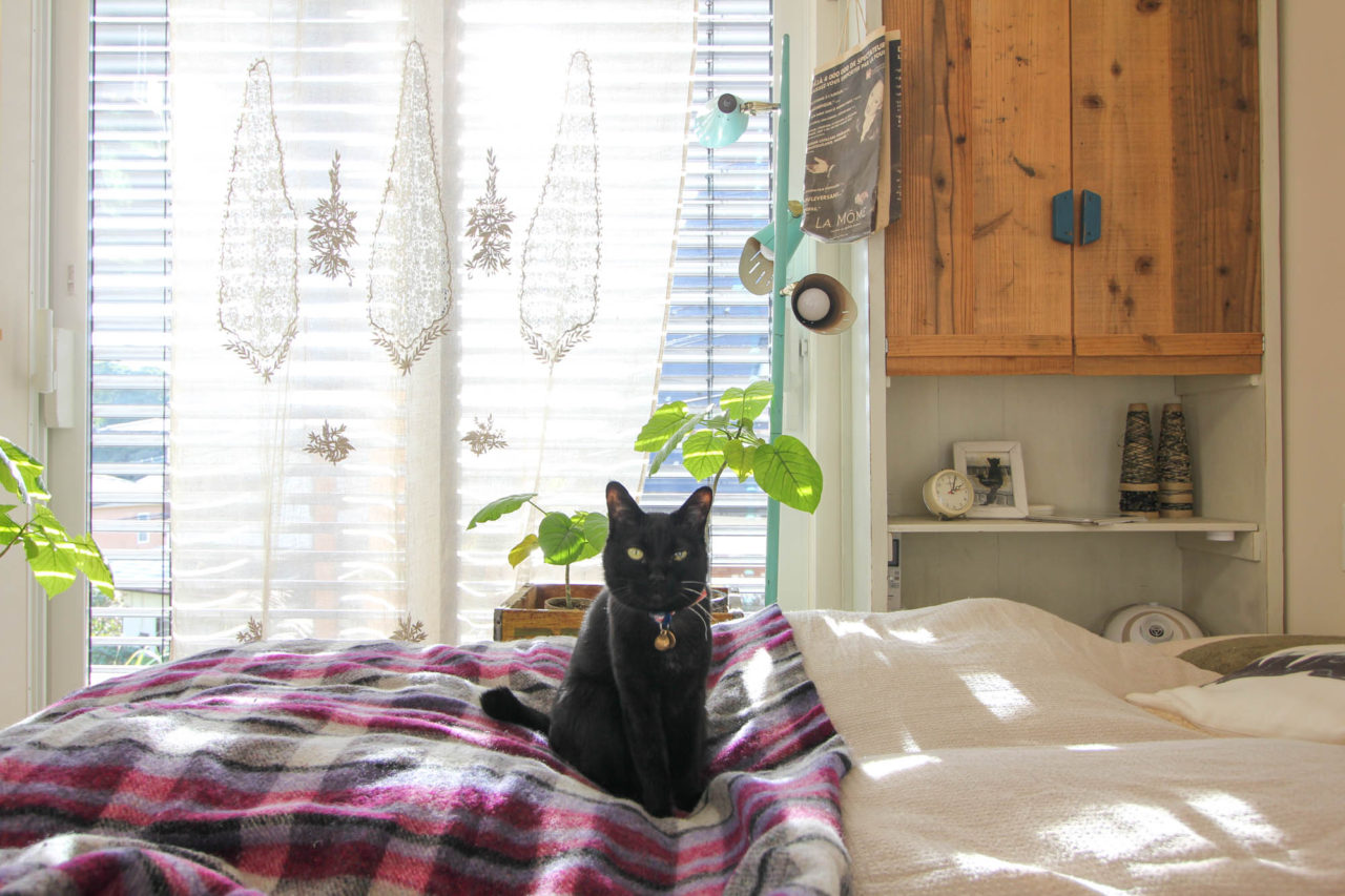 明るい寝室と黒猫