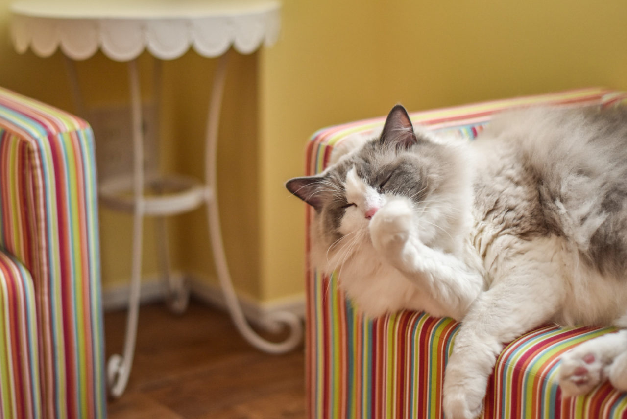 黄色い壁部屋のソファでくつろぐ飼い猫